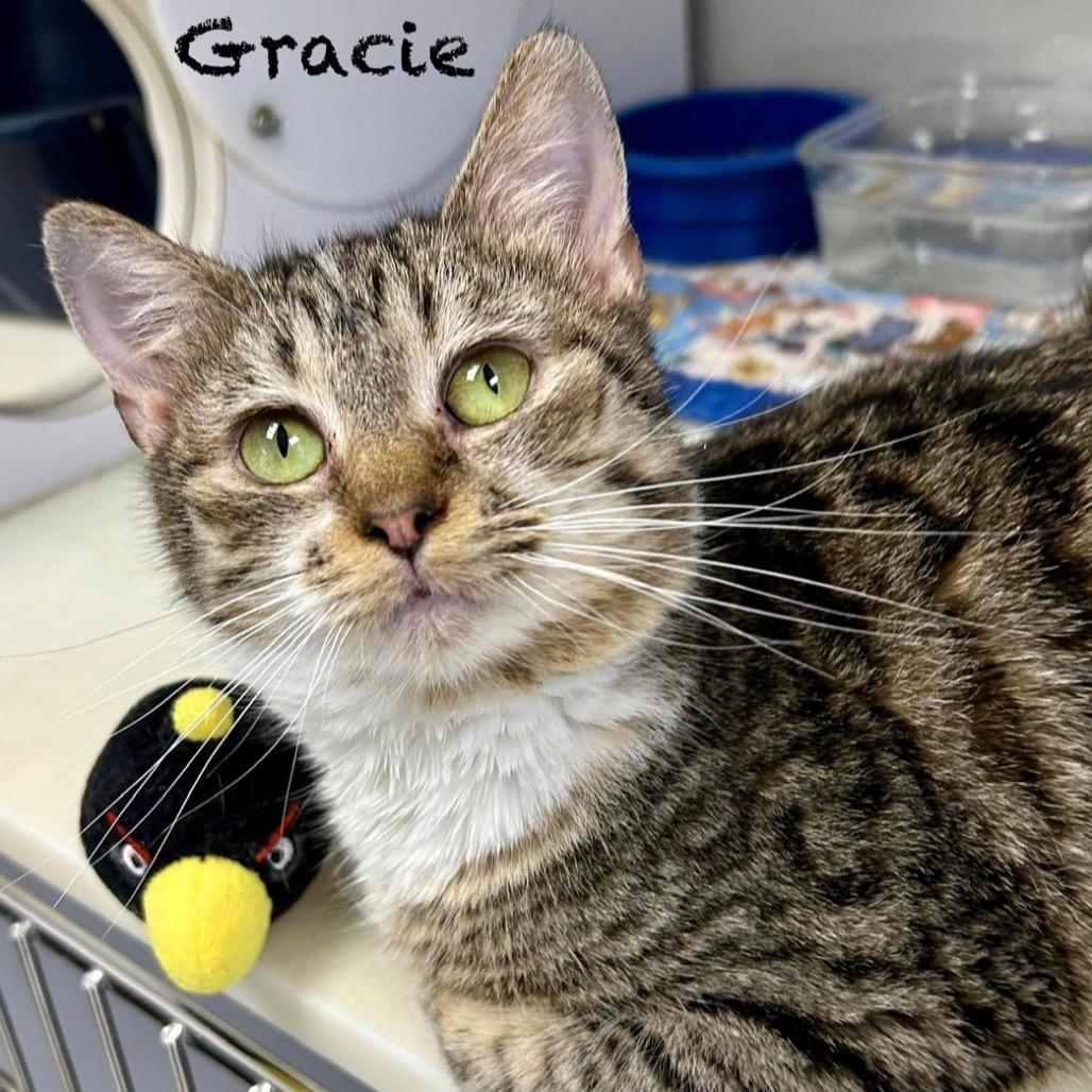 Gracie