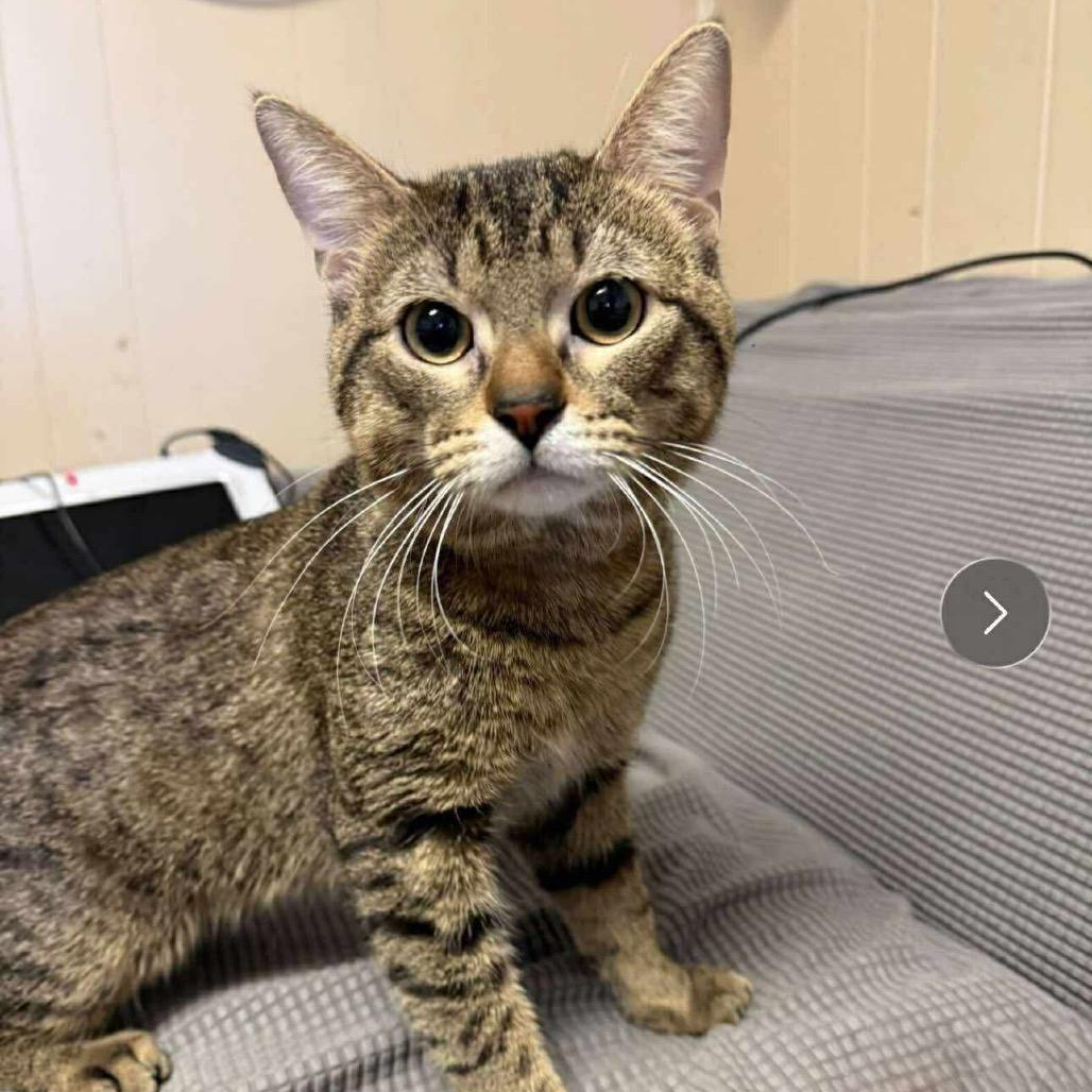 Curious George*Meet me at Plymouth Petsmart*