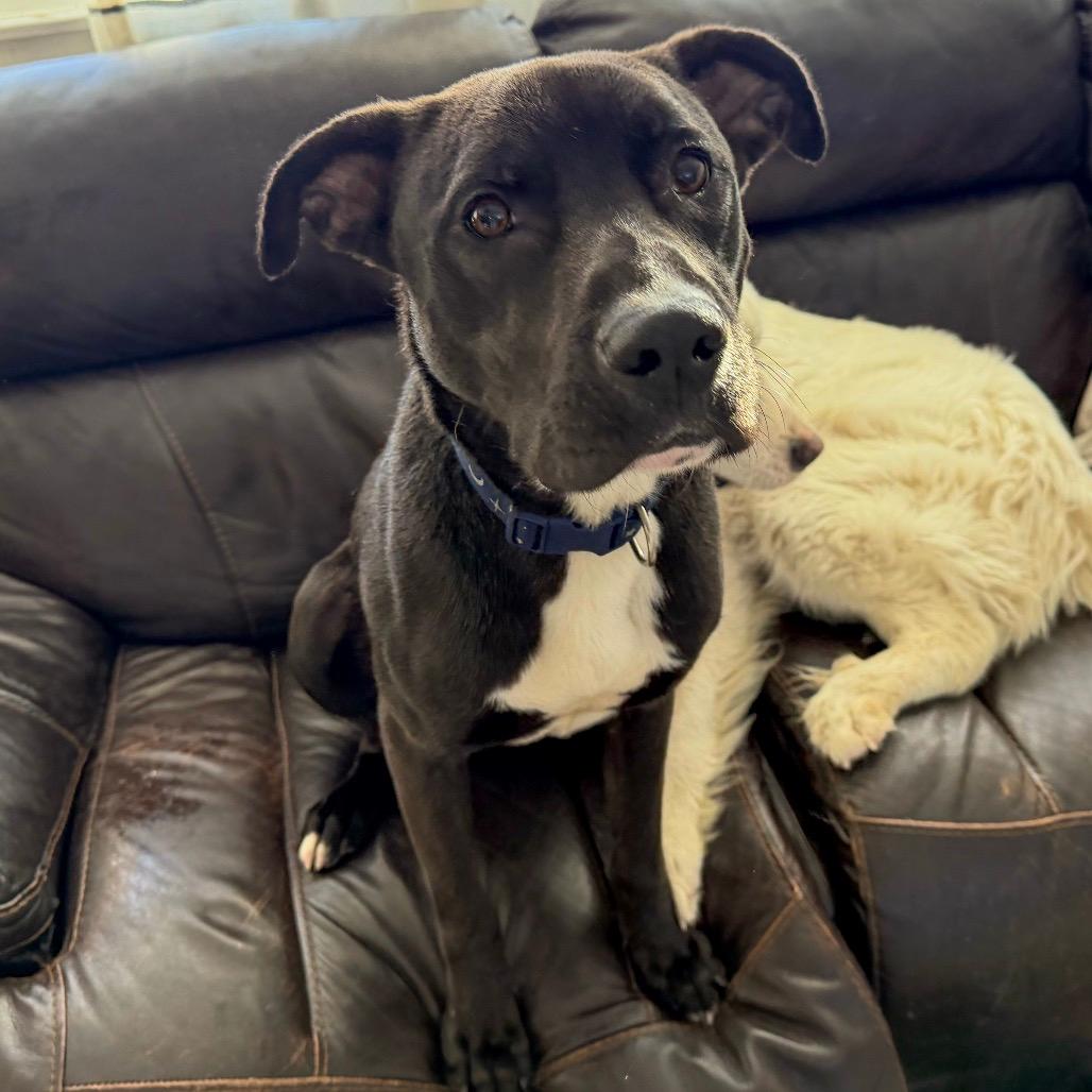 Chicken “Nugget”