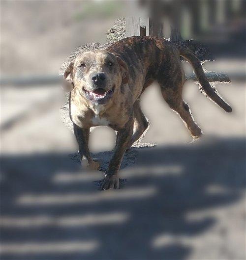 Adoptable Dogs & Puppies in Valdosta, GA