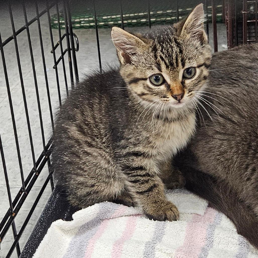 Kitten