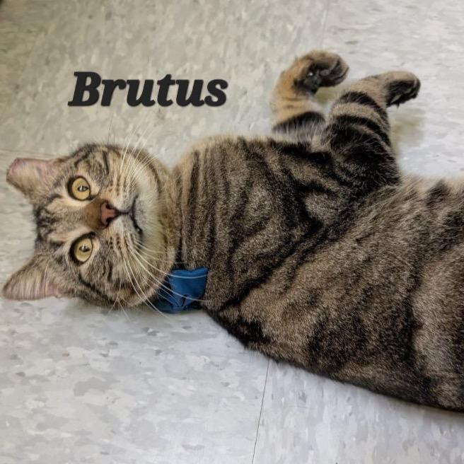 Brutus