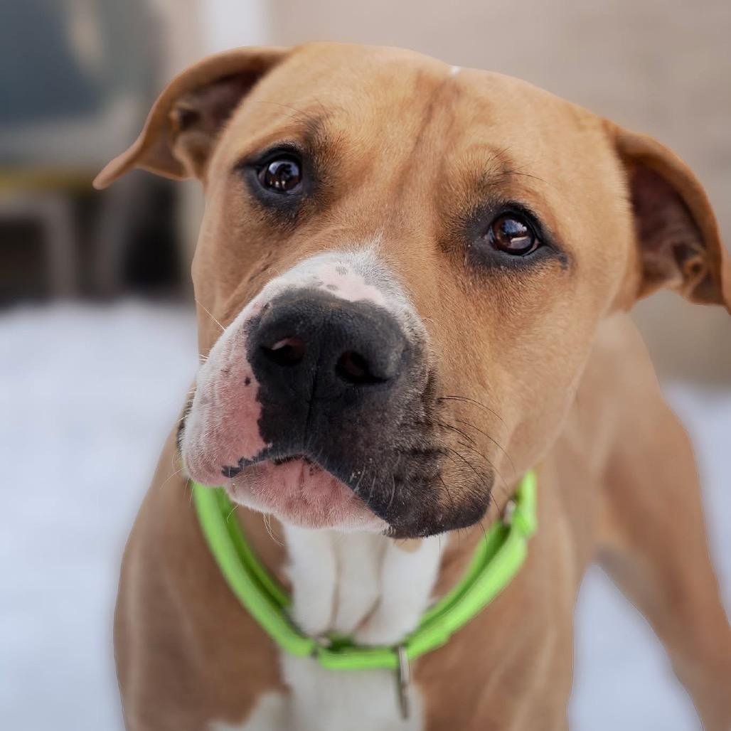 Waffles- Sponsored Adoption Fee