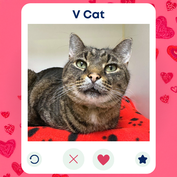 V Cat