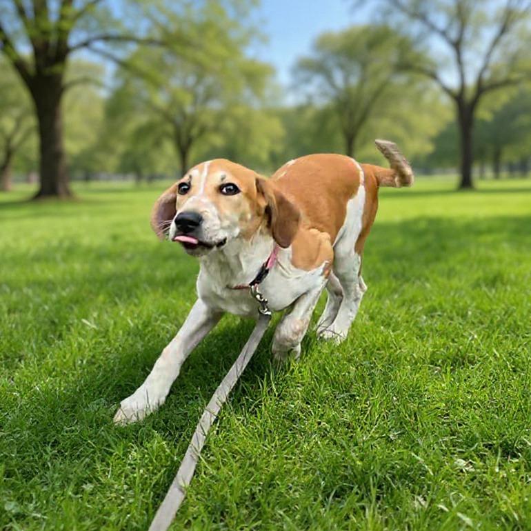 Frieda (Royal Blue collar) 