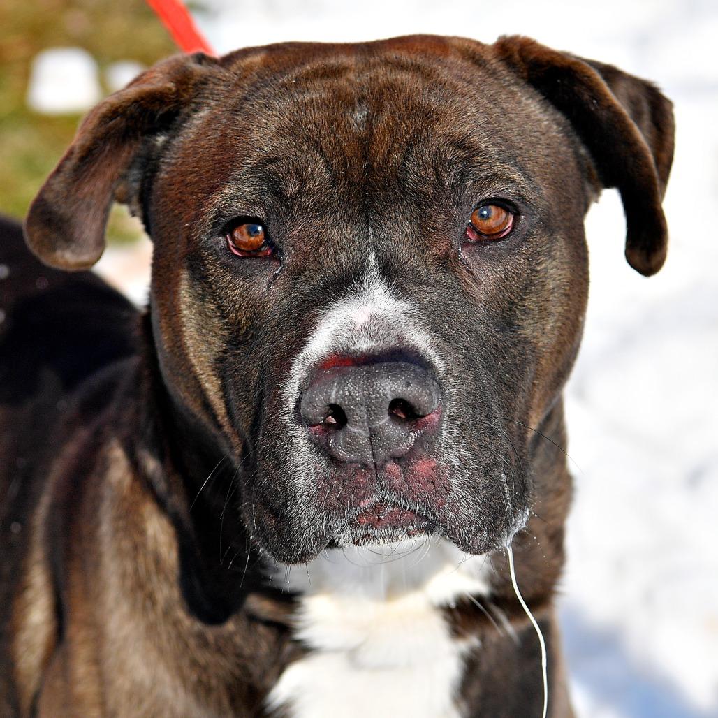 Brave Little Toaster 