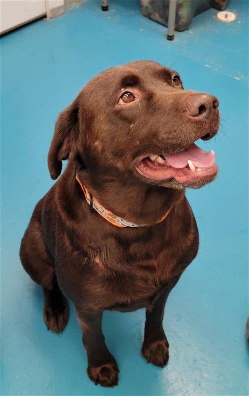 Adoptable Dogs & Puppies in Grand Rapids, MI