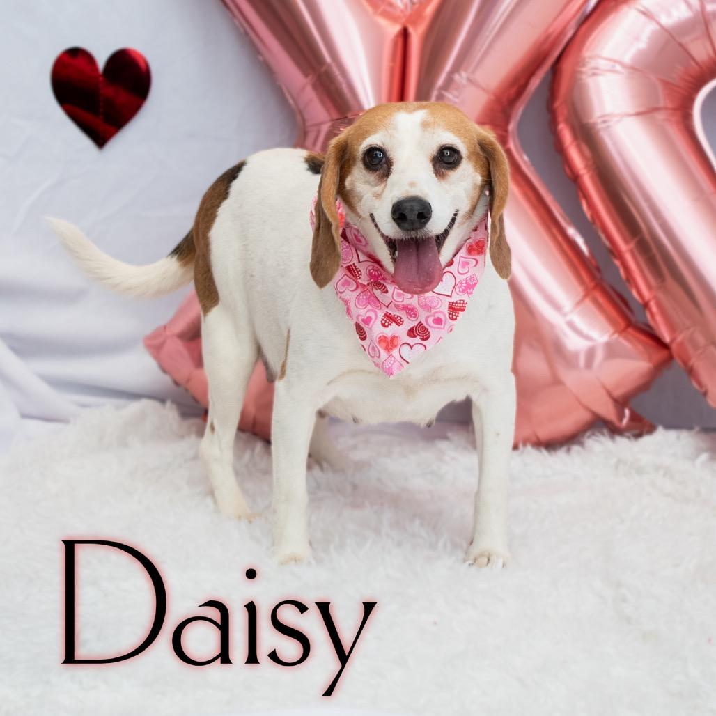Daisy