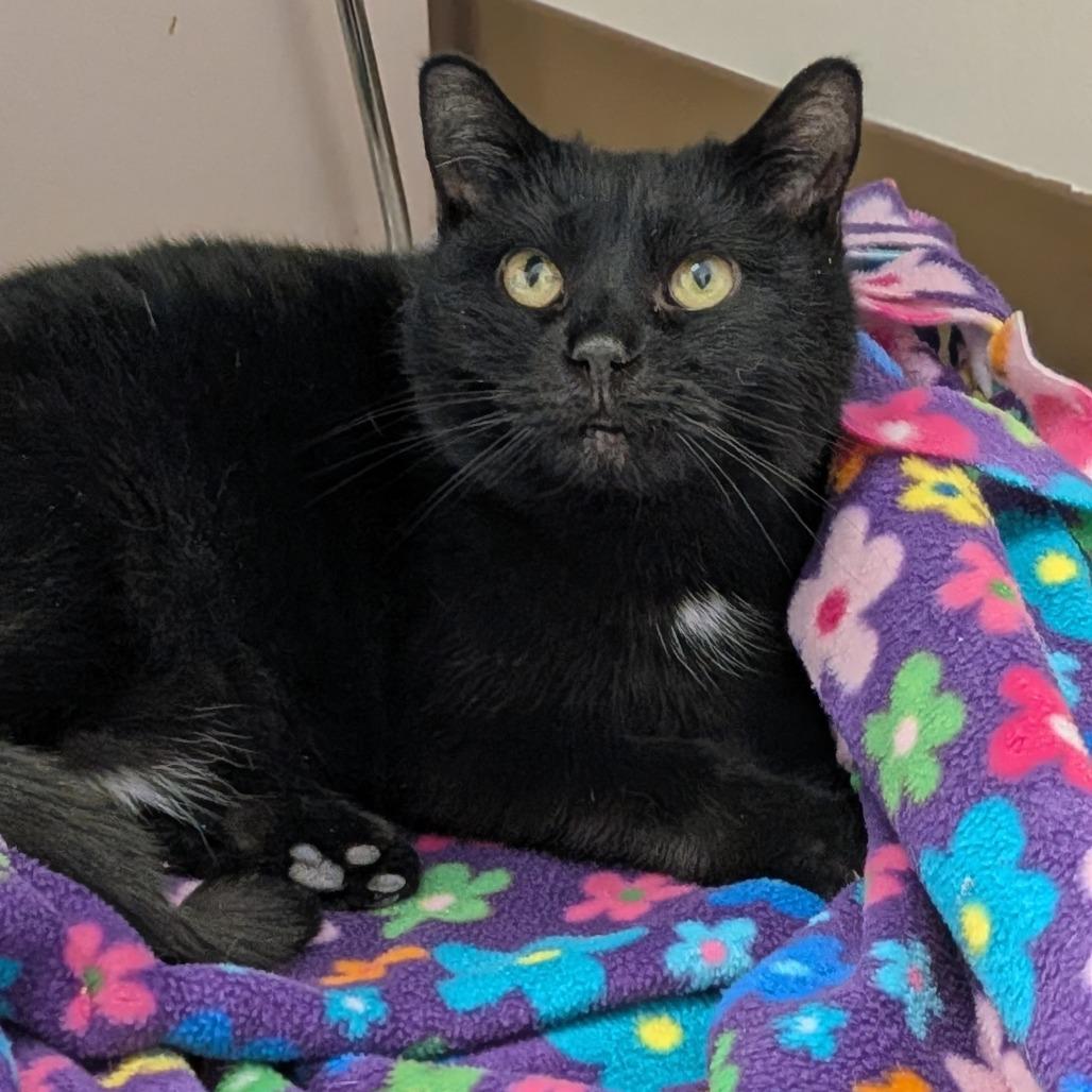 Jasper-In foster-$99