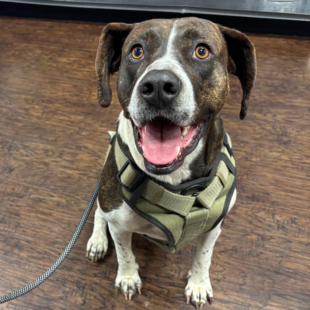 Rico (Adoption Fee-SPONSORED!)