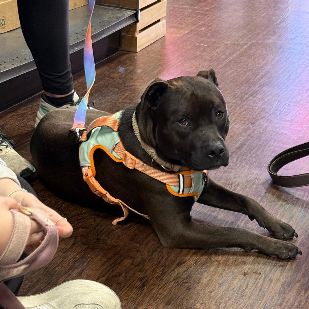 Tink (Adoption Fee SPONSORED!)