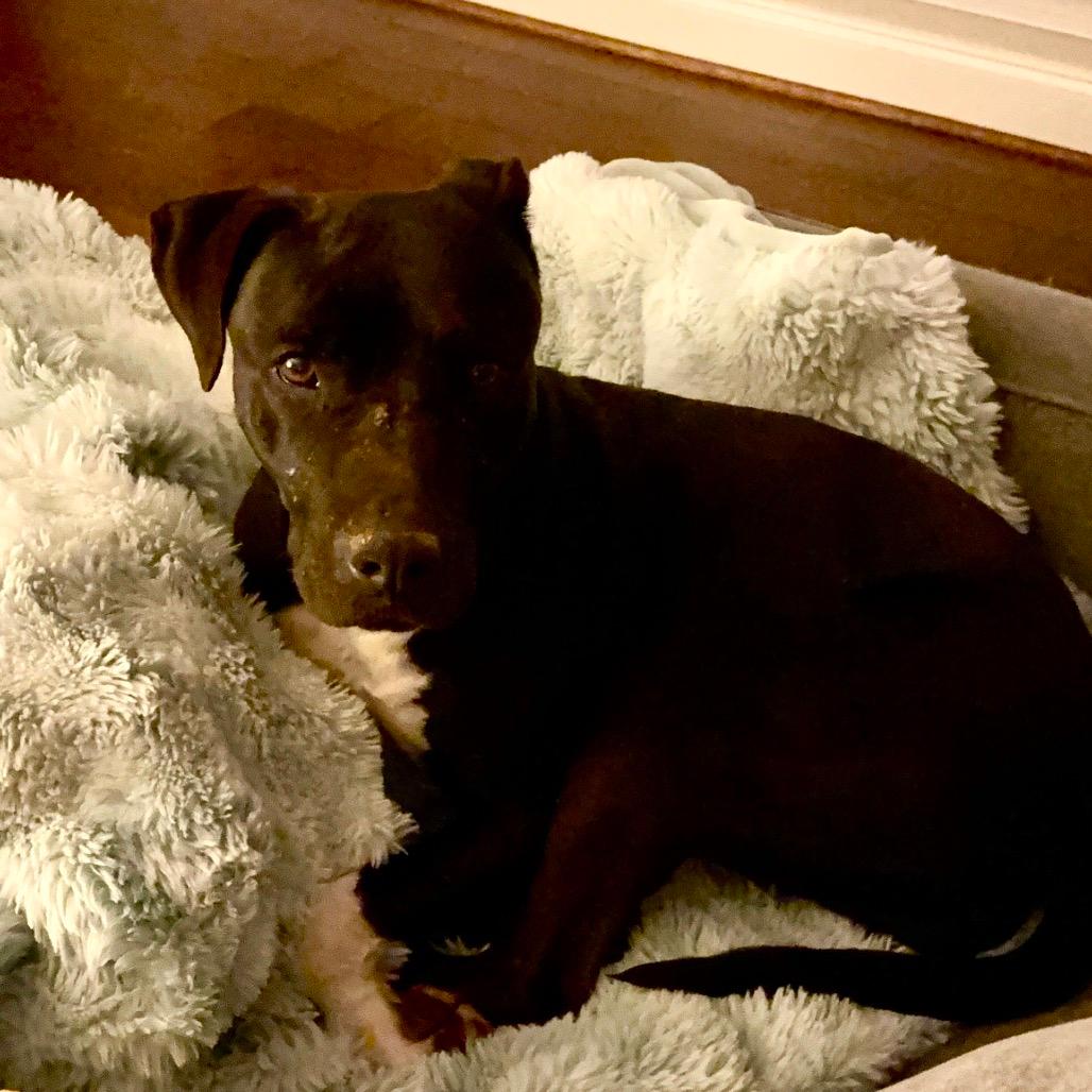 Jolene (Adoption Fee SPONSORED!!)