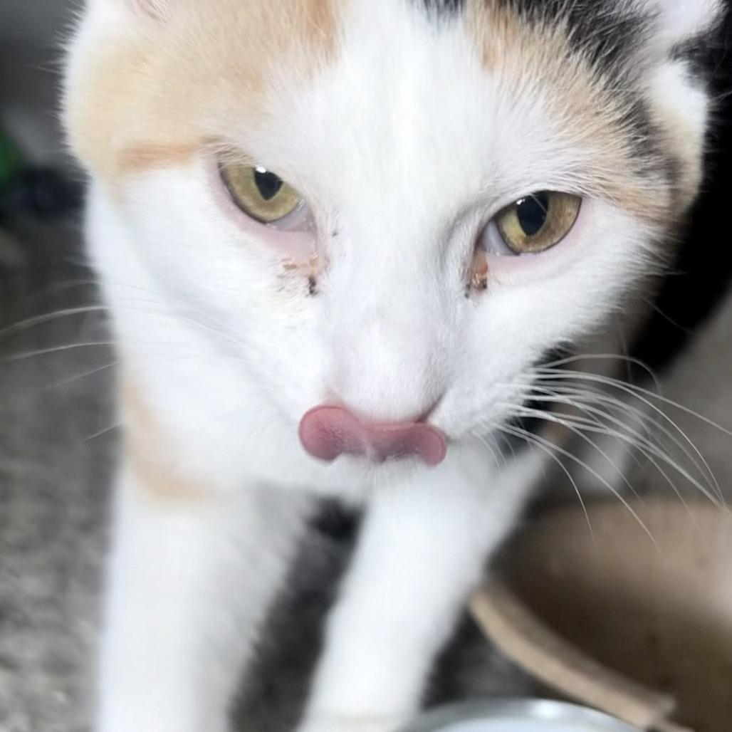 MS SPUD