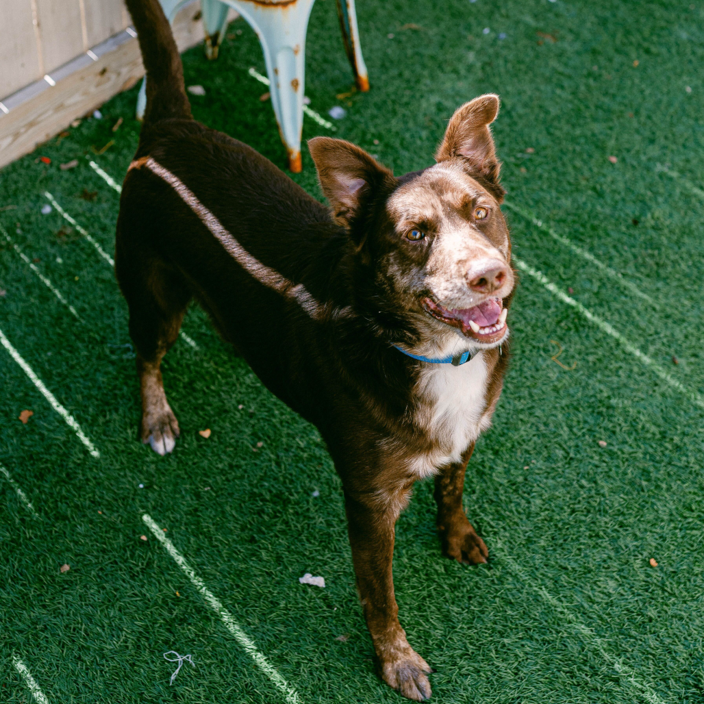 Louis (Reduced Rover)