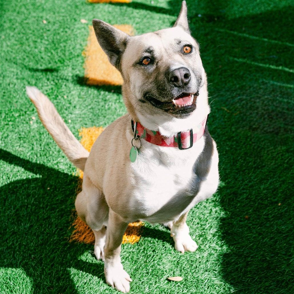 Gemma (Reduced Rover)