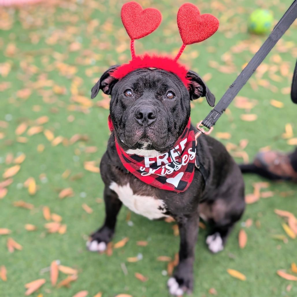 Wingstop Winston 24-7051