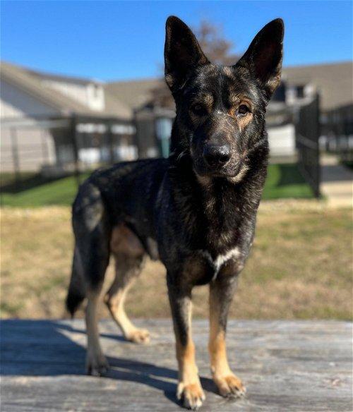 Adoptable Dogs & Puppies in Wilmington, NC | Chewy.com