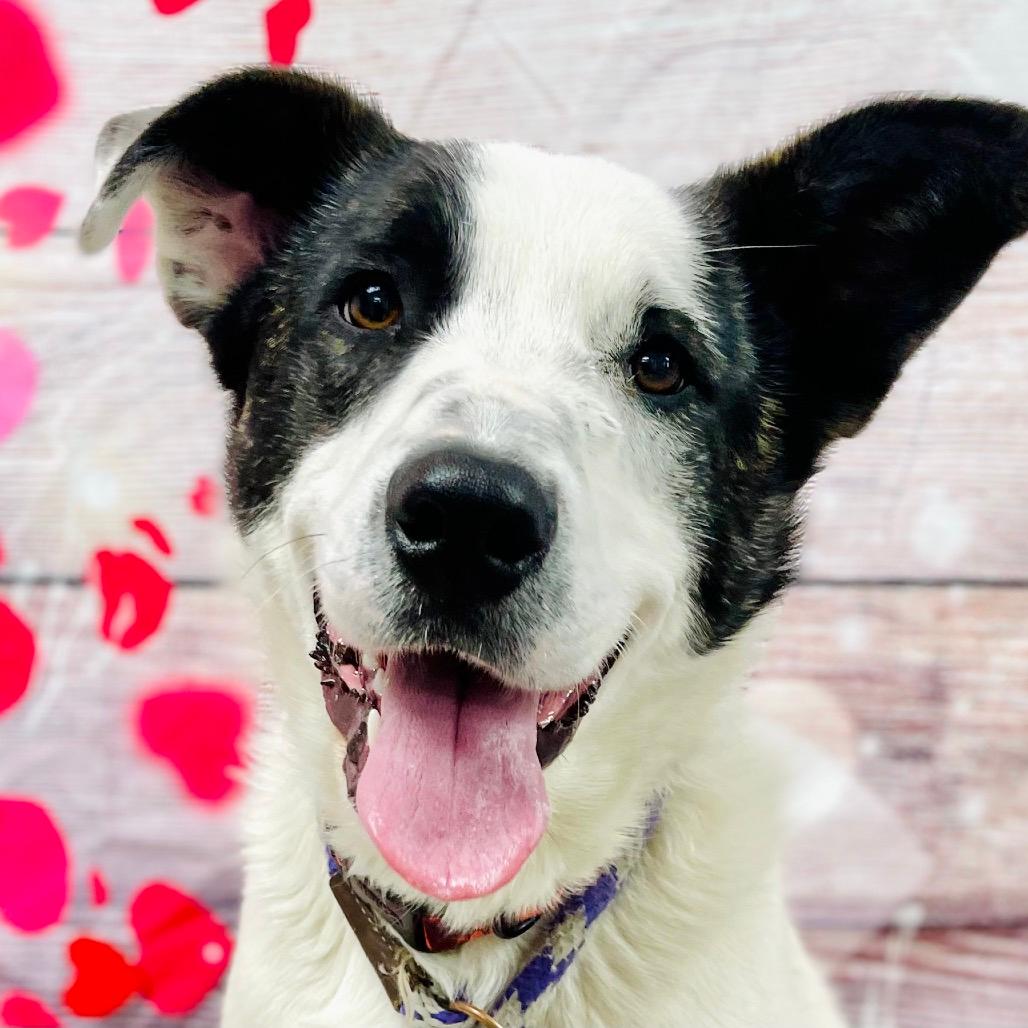 Marshmallow / Hannah