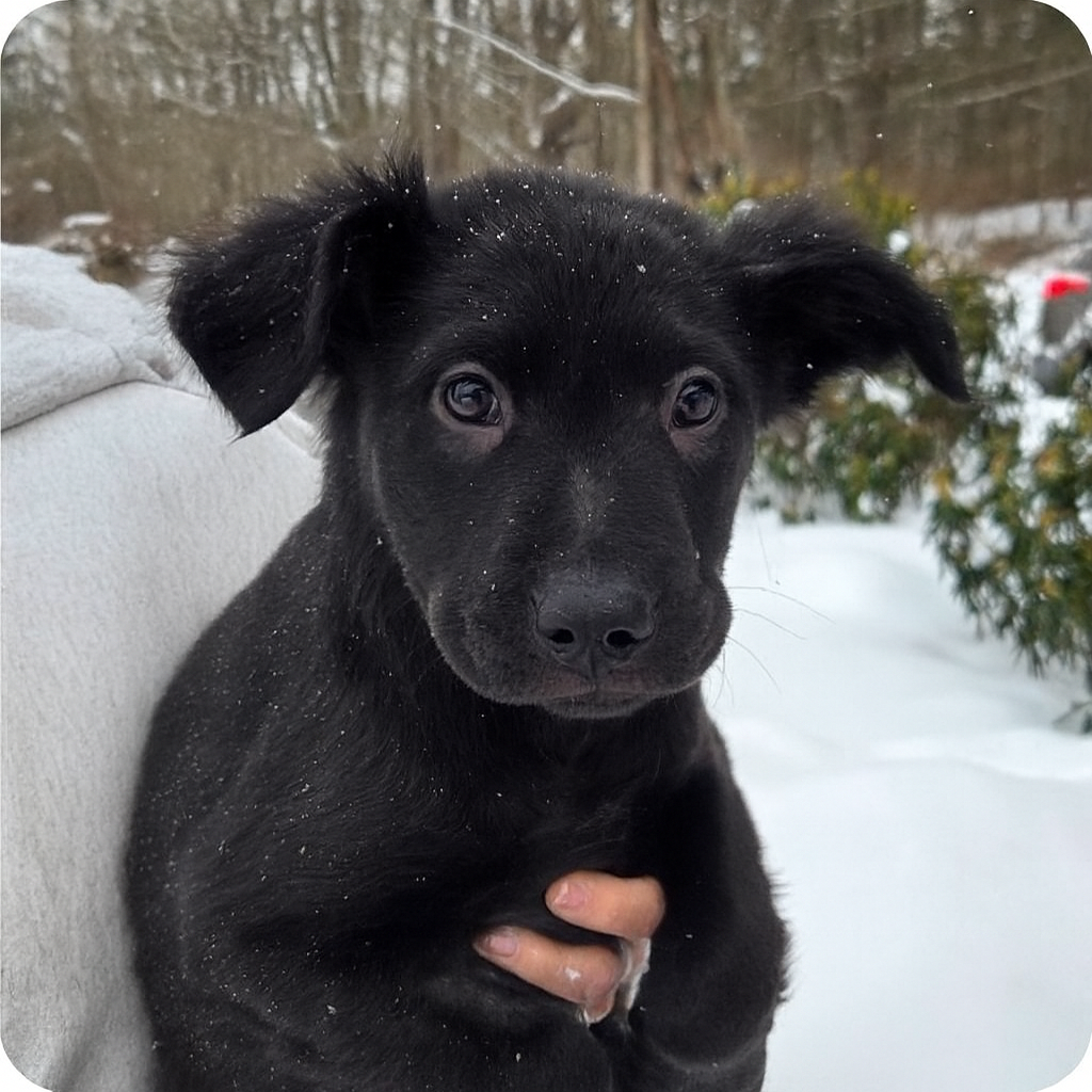 CT Ivy avail Feb 14 (Workspace- Manchester, CT)