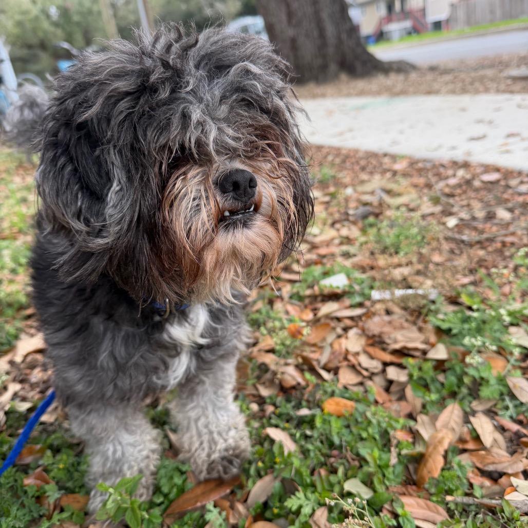 Goofy Guy (Benefactor Dog)