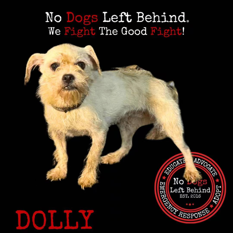 Dolly 4096