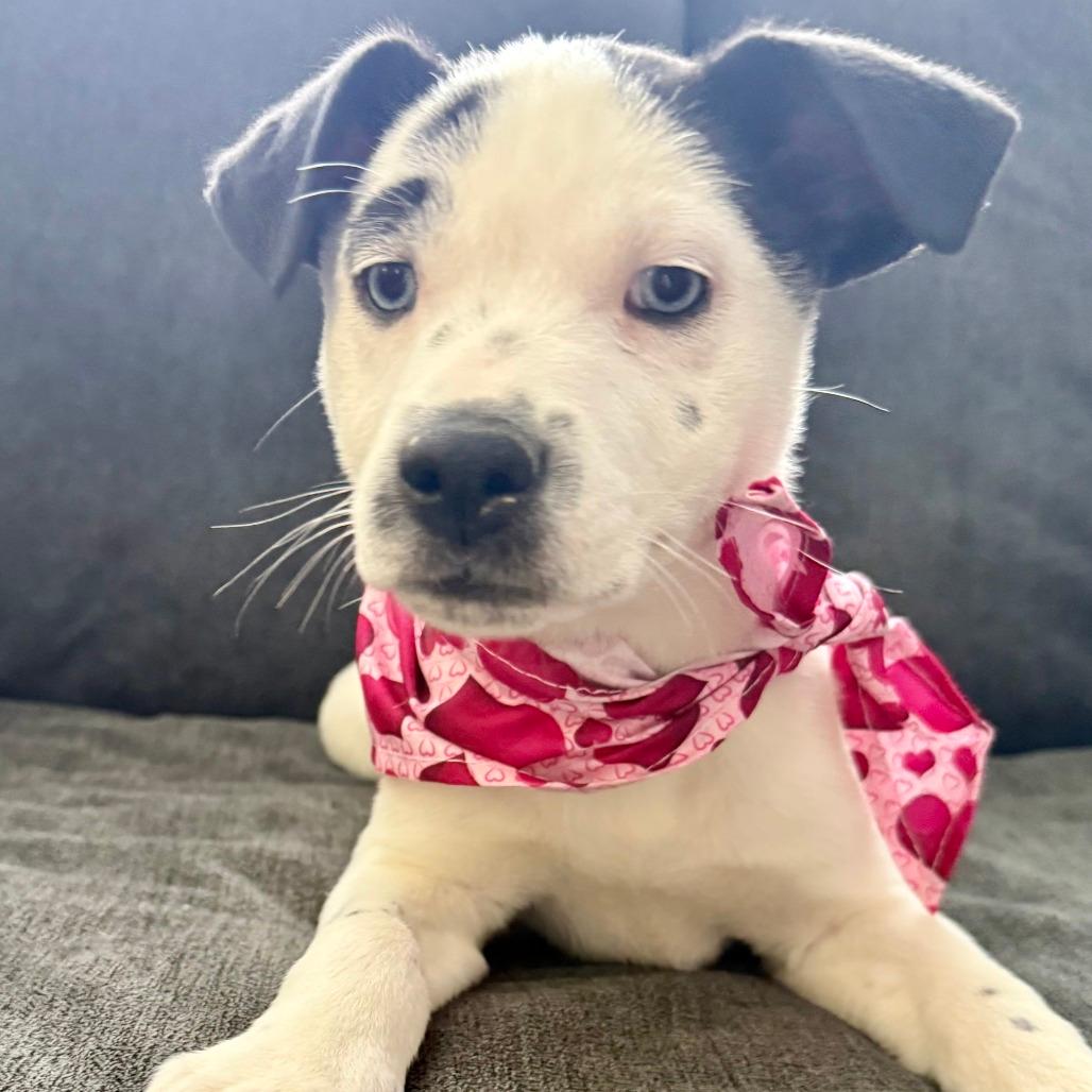 NY Paisley (Foster in Mahopac)