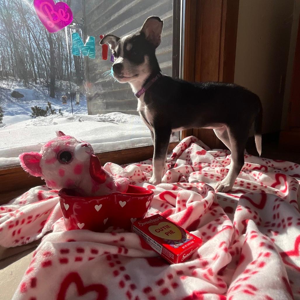 NY Poppy (Foster in Stormville)