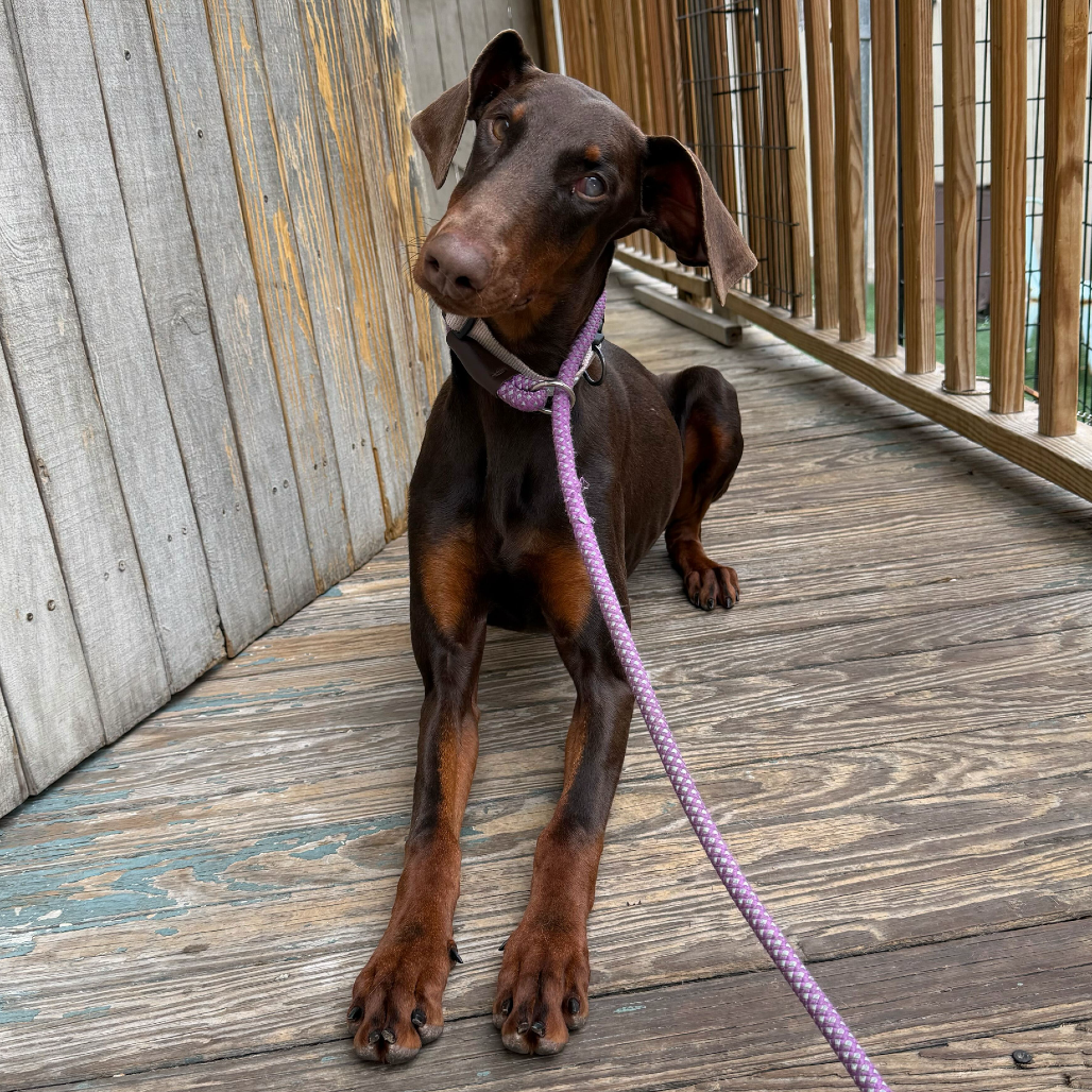 Bonet (Benefactor Puppy)