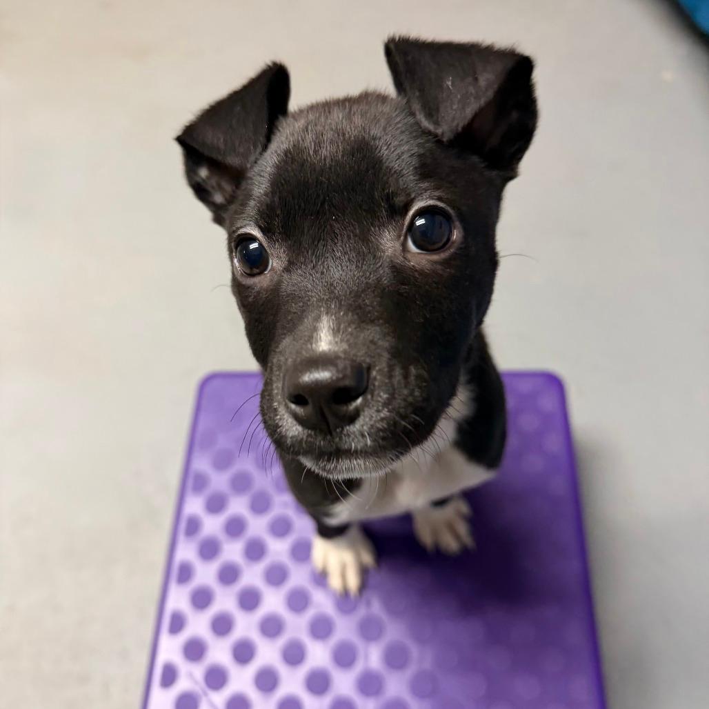 NY Duchess Feb 21 (Tractor Supply Patterson NY)