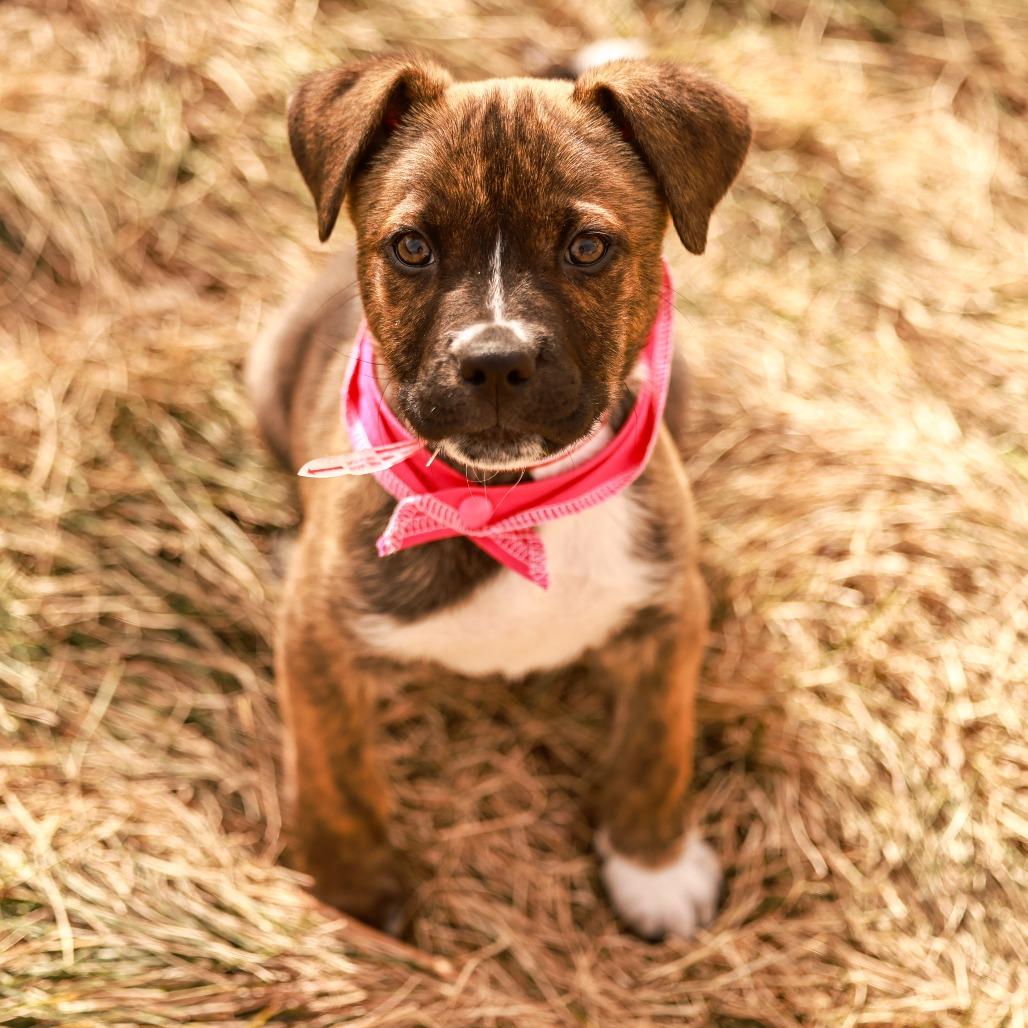 150 (2026) Artichoke