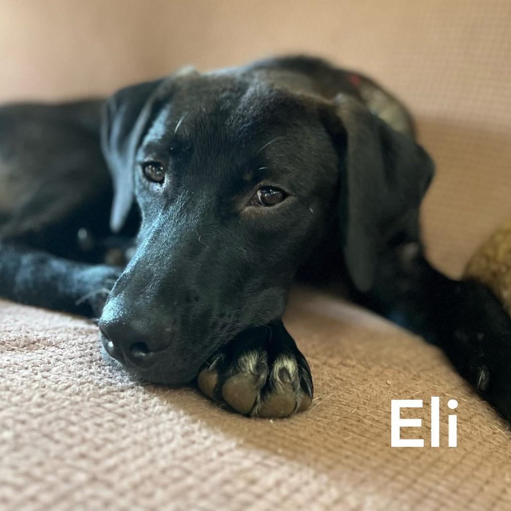 Eli