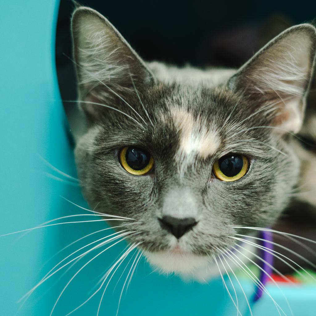 Adoptable Cats & Kittens in Corvallis, OR