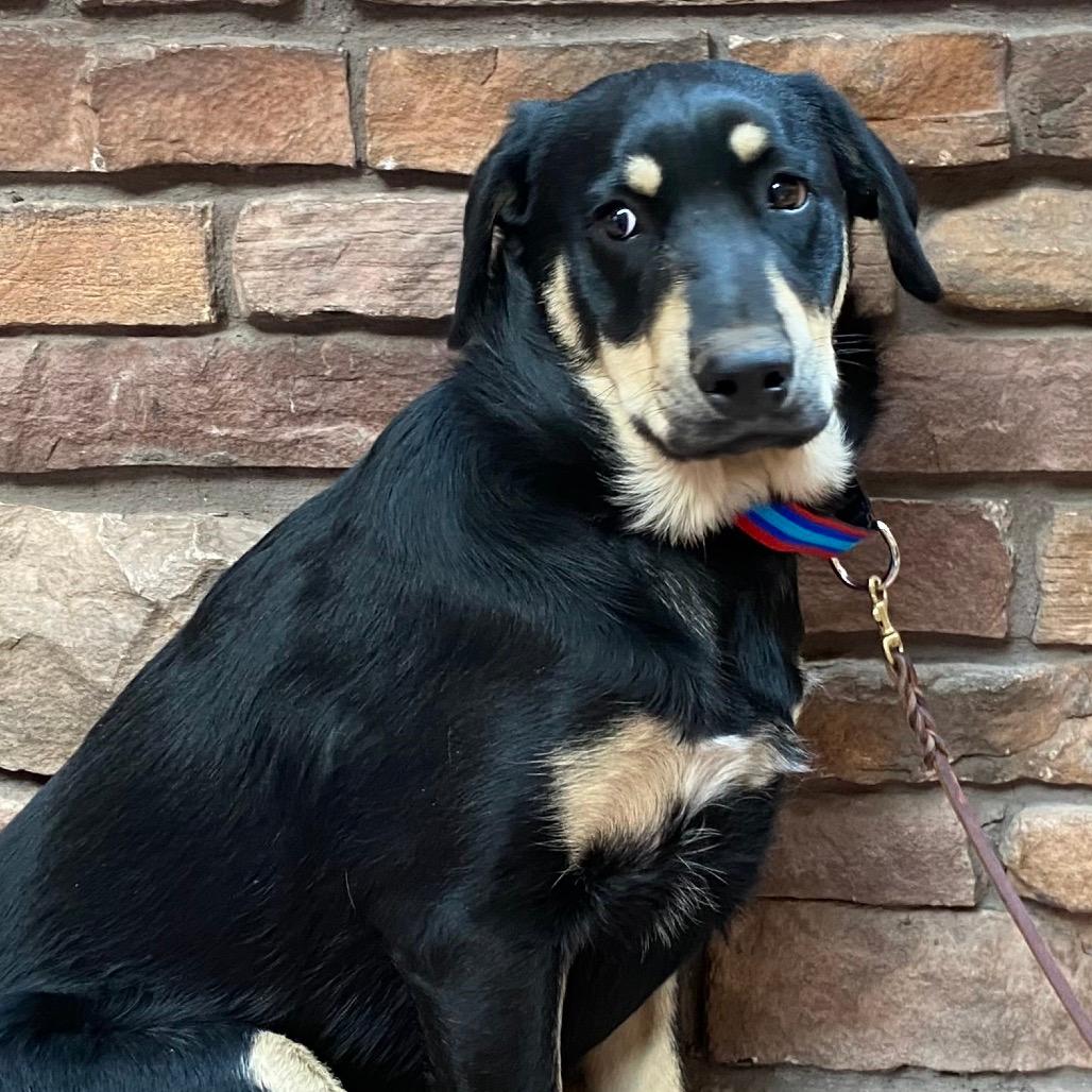 Mork (Tumbleweed #4)