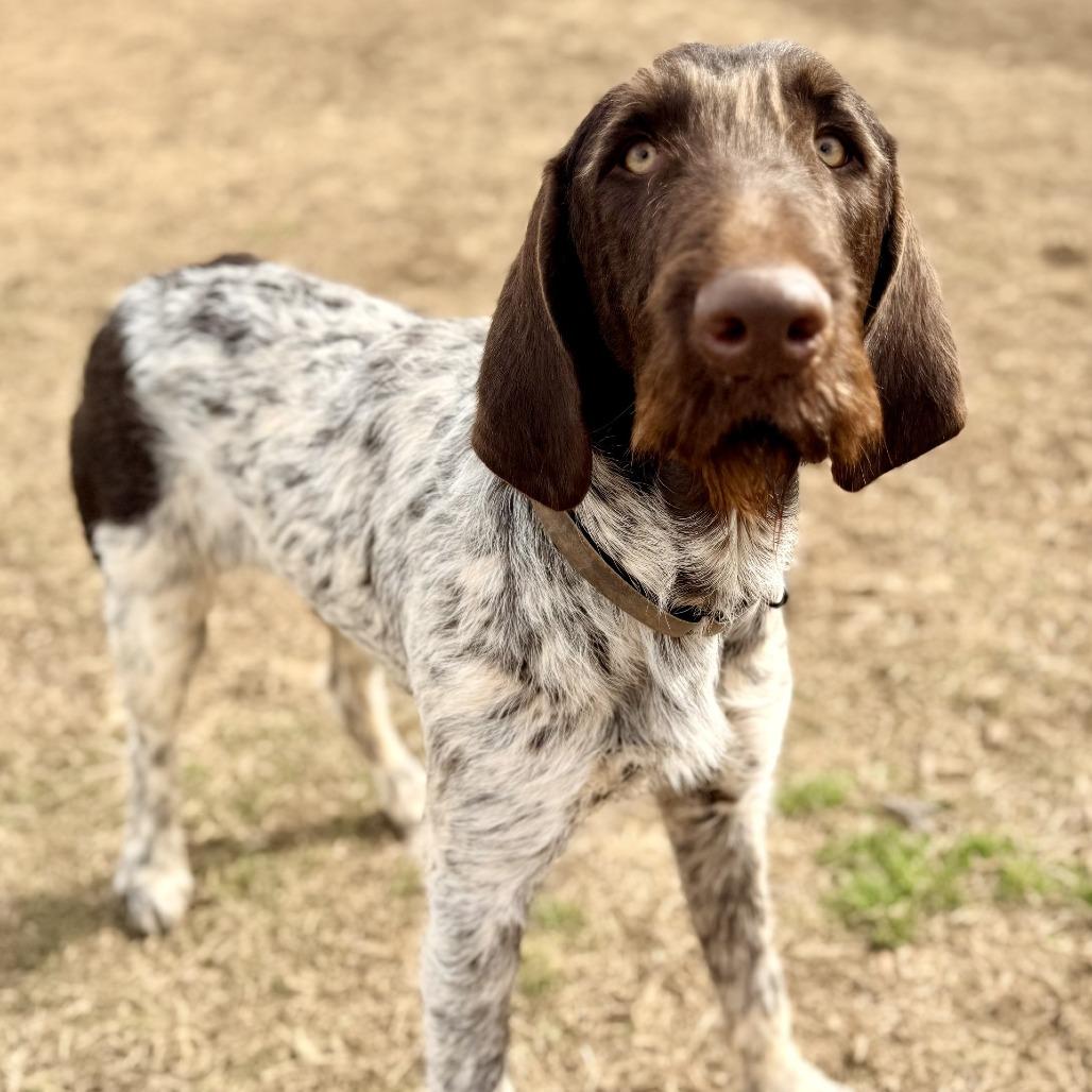 Luke (Monroe, North Carolina)