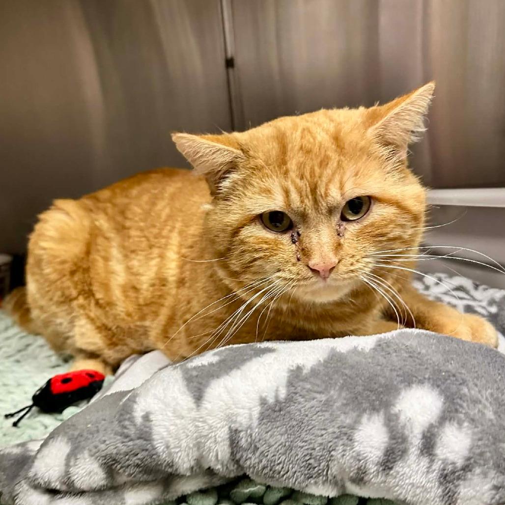 Gumdrop- Eureka Petsense