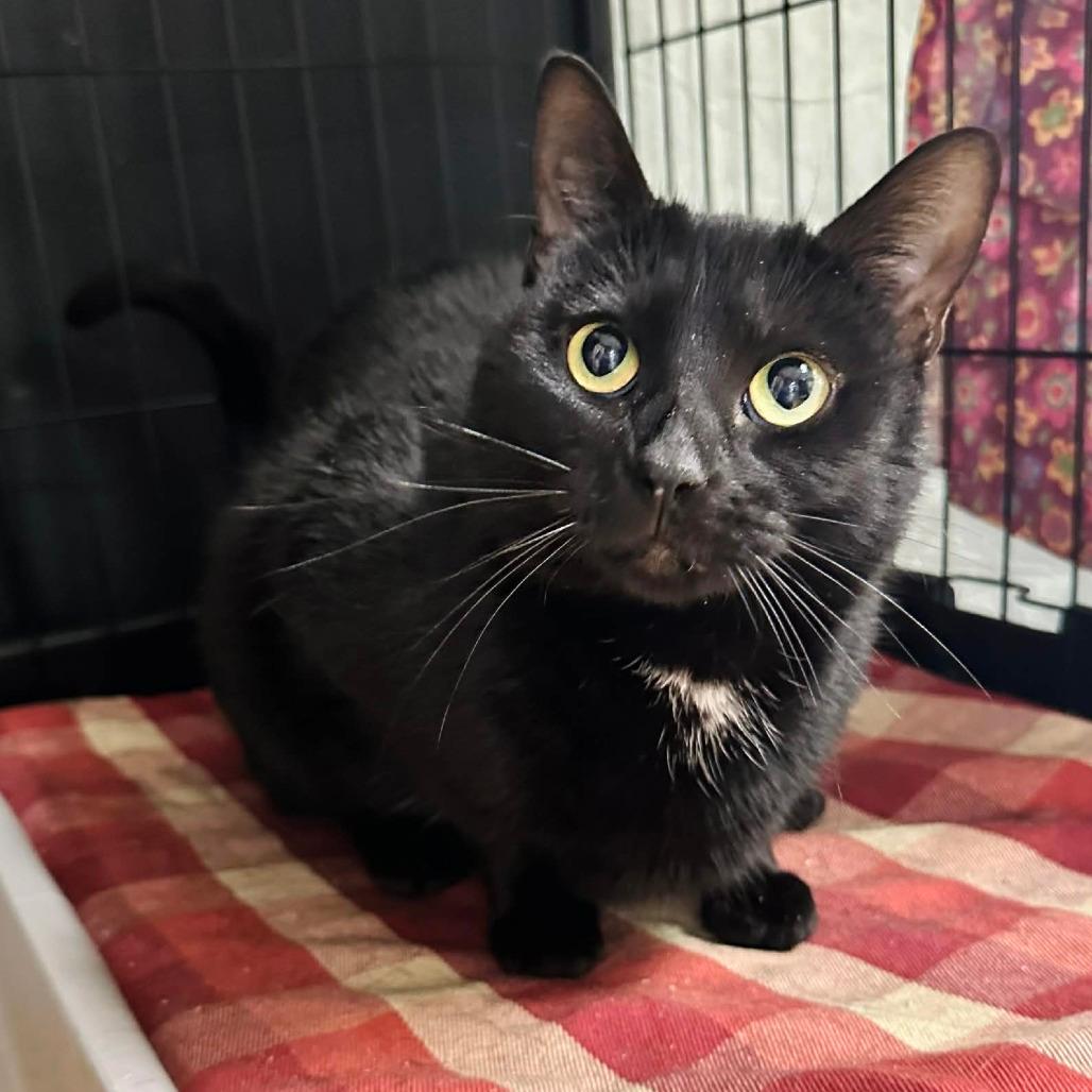 Jenna- Eureka Petsense