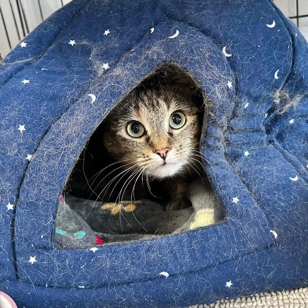 Hekate- Sullivan Petsense