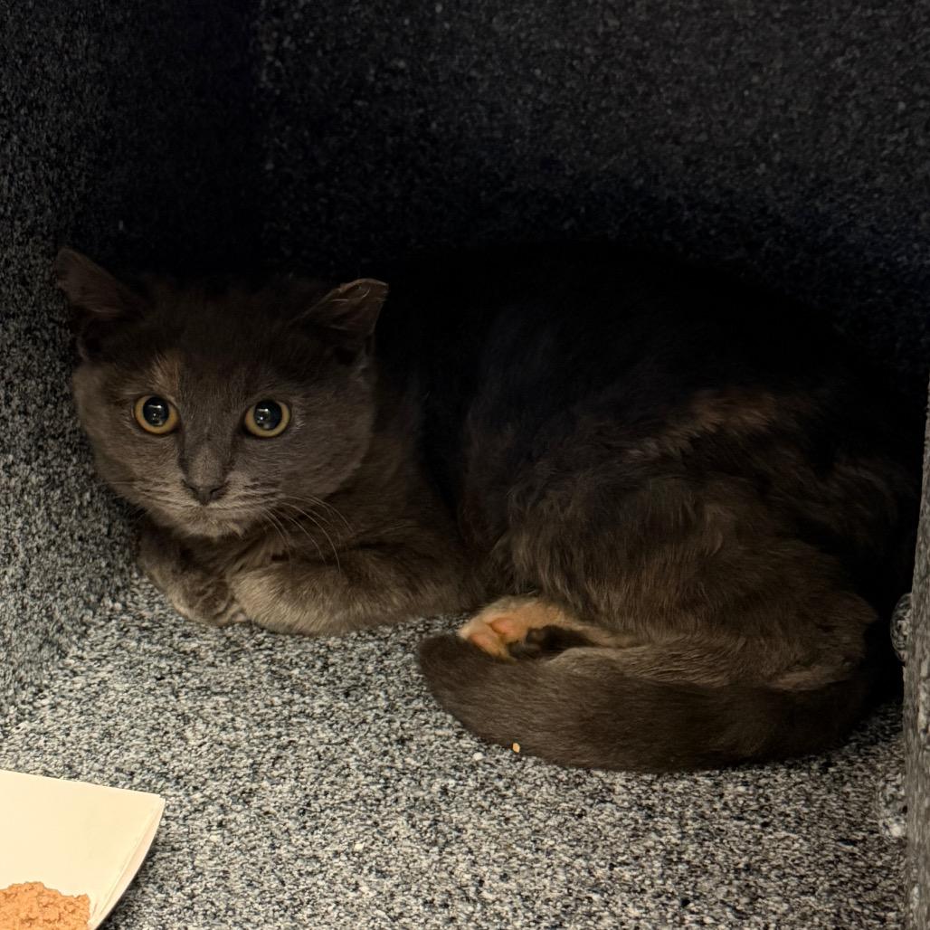 Michelle (Working Cat)