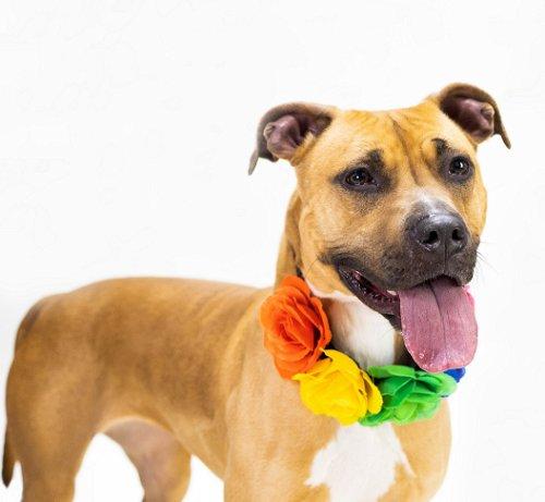 pound dog-nala #167868