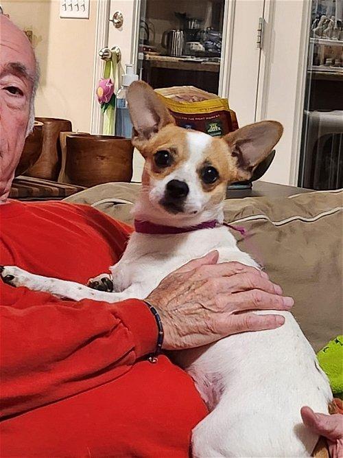 Adoptable Dogs & Puppies in Murfreesboro, TN