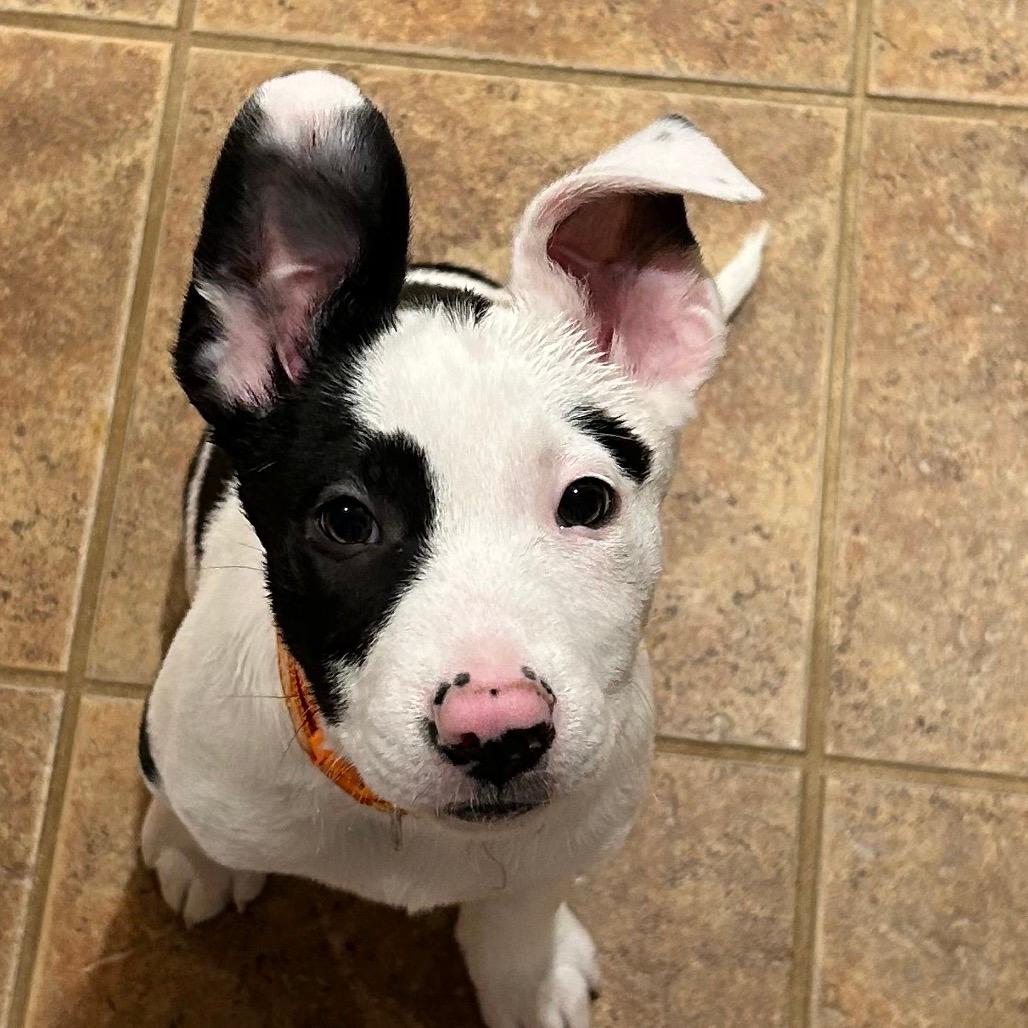 NY Simon (Foster in Ossining NY)