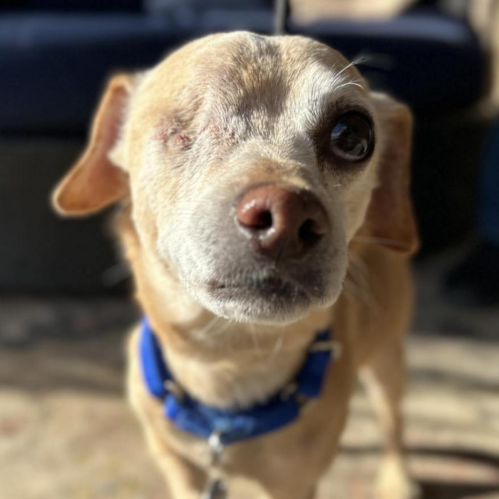 Adopt Dogs & Puppies