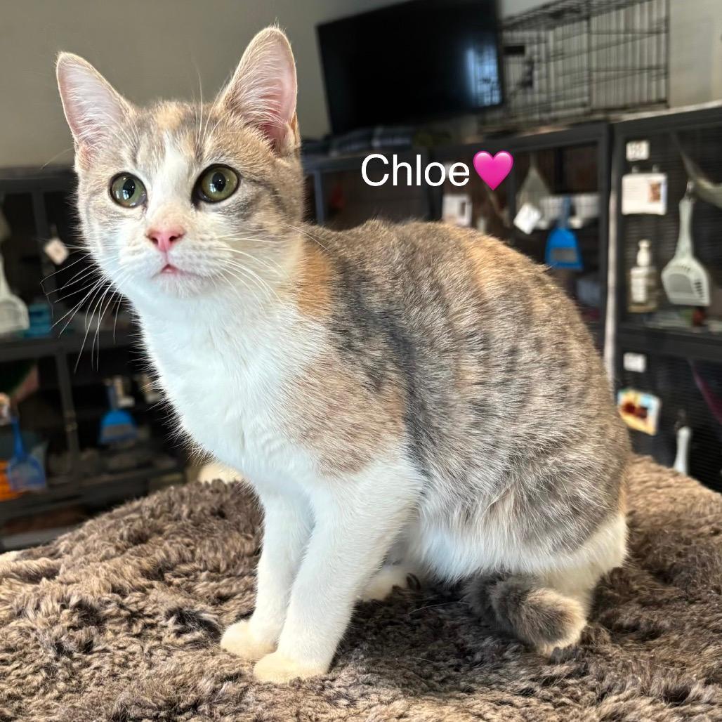 Chloe