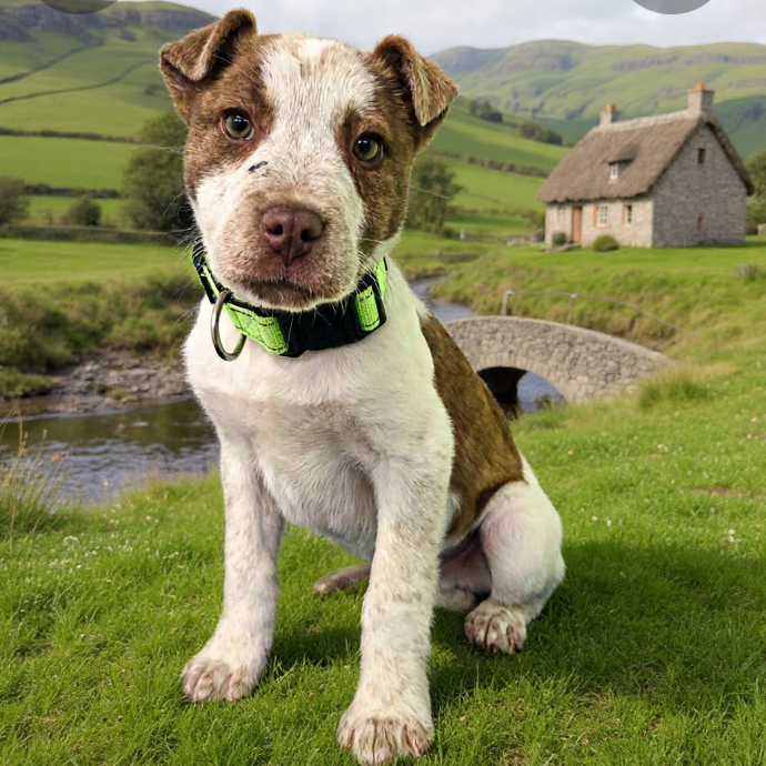 Dublin (Neon green collar) 