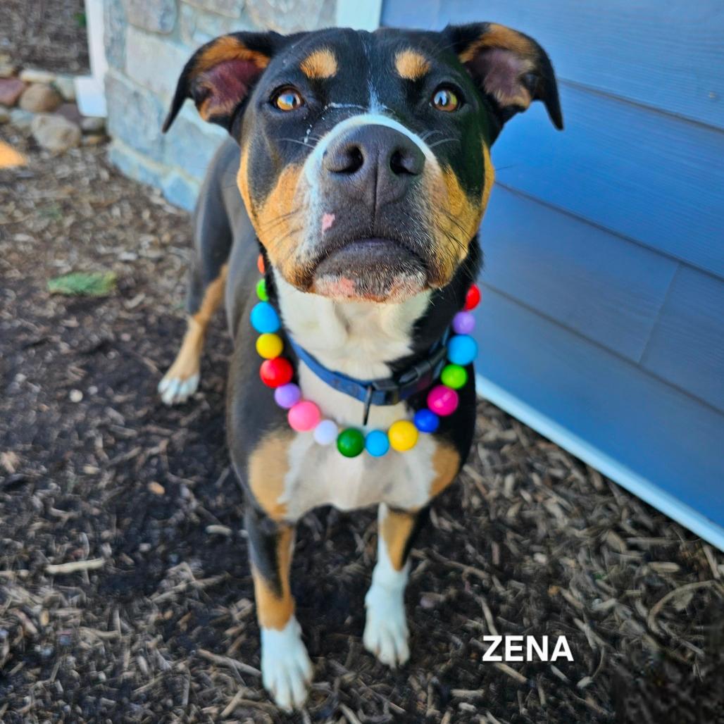 Zena(Daisy)