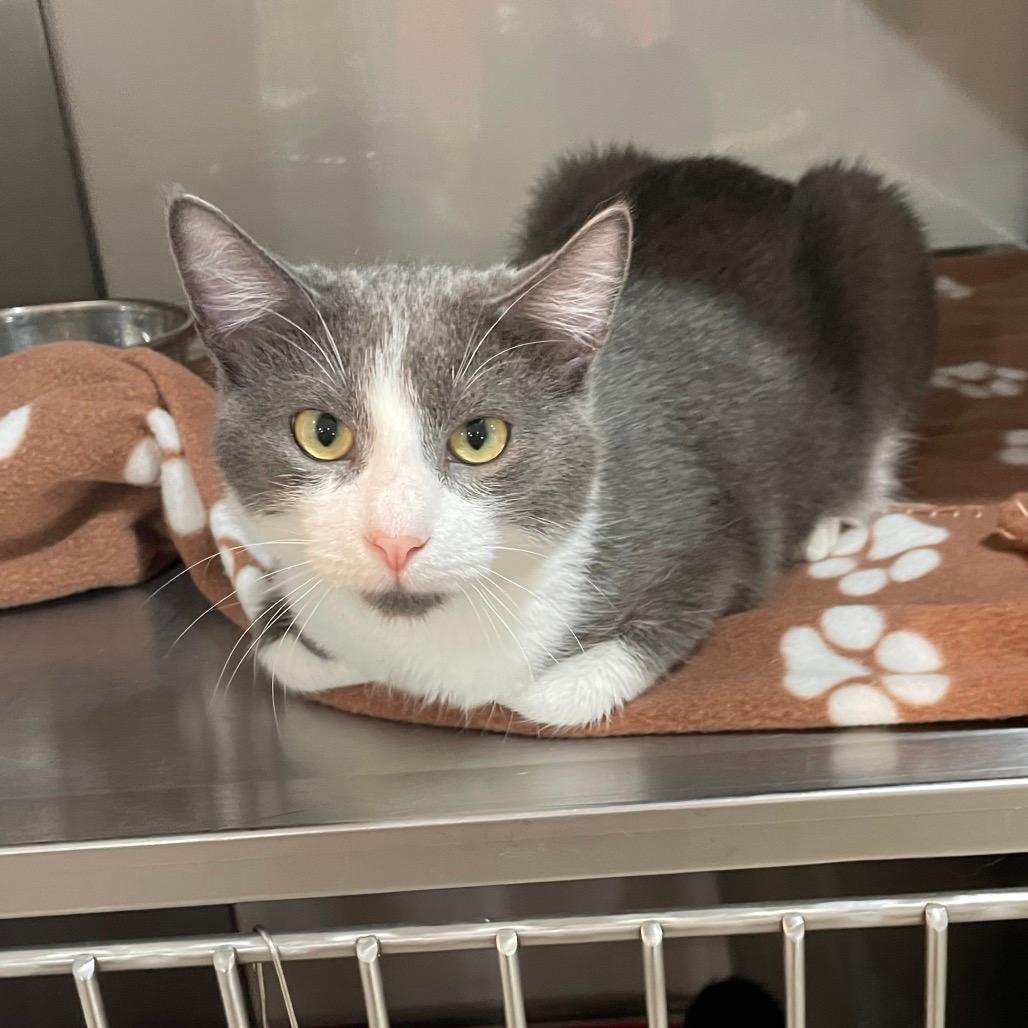 Blade, Vampire Hunter