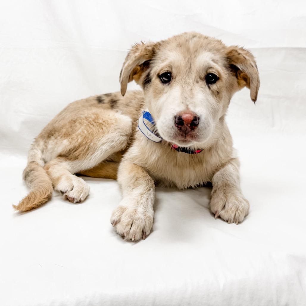 199 (2026) Lois Lane