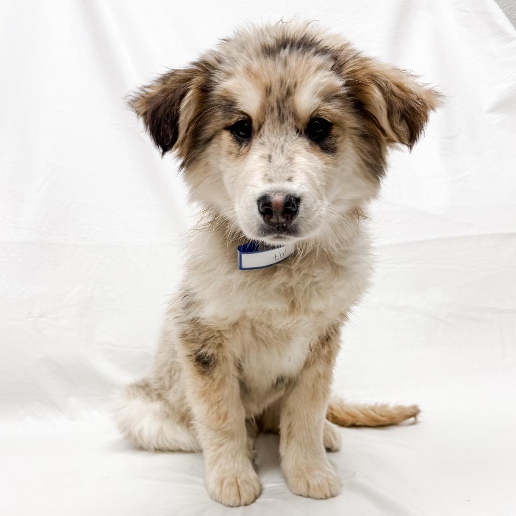 197 (2026) Wonder Woman 