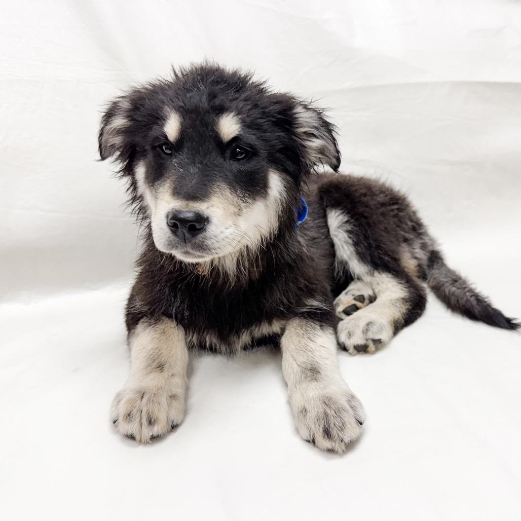 200 (2026)  Wolverine