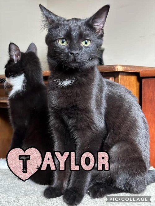 Adoptable Cats & Kittens in Wilmington, NC